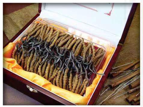 凯里冬虫夏草回收